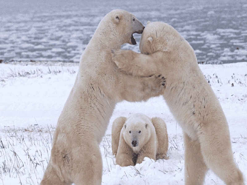 不做试管婴儿（试管优胚男生）